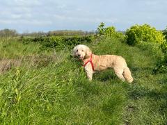 Ani the dog enjoying herself